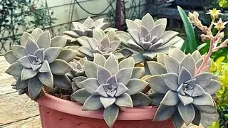 Replantio e recupera&ccedil;&atilde;o da Graptopetalum paraguayense - Planta fantasma