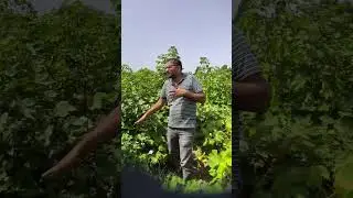 by Dr Lokesh Kumar Meena Assistant Plant protection officer CIPMC Sri Ganganagar