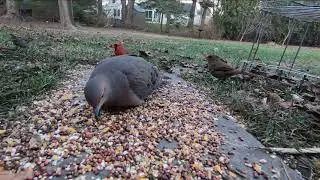 Mourning Doves | Feeding on the Ground #4