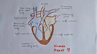 Human Heart ❤️ How to draw? Step by step #biology #heart #class10 