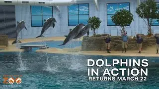 Dolphins in Action Returns March 22!