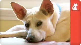 Seizure Detecting Dog Assists Boy - Healing Power of Pets