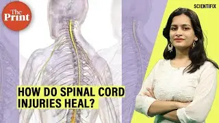 Discovery of previously unknown mechanism reveals how spinal cord injuries heal