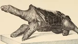 The Extinct Wildlife of Mauritius