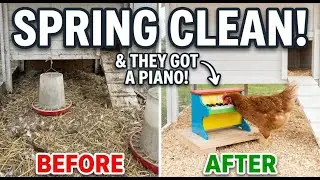 The Ultimate Deep Clean of My Overwintered Chicken Run