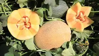 زراعة الأناناس أسهل طريقة مضمونة