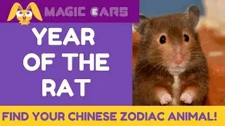 Find your Chinese Zodiac Animal | Year of the Rat 2020 with Magic Ears!