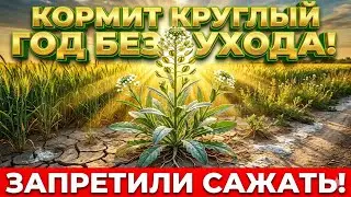 Трава, которая кормит круглый год без ухода: почему её запретили сажать?