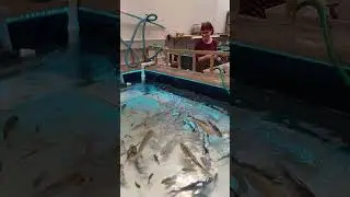 visiting my local pet shop in morrow