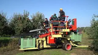 Mechaniczny zbiór jabłek kombajnem ZUCAL