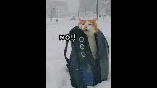 Hilarious Cats vs. Snow! ❄️🐱 Funny Reactions, Slides & Fails Compilation #shorts #cat #pets  #funny