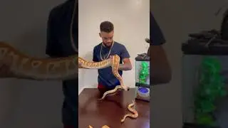 Взгляните на 4 кровавых питона 🐍