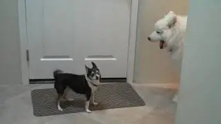 Chihuahua vs. Samoyed Bark Off