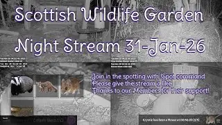 LIVE 🔴 Bird Feeders, Wildlife Cameras Scotland UK from Scottish Wildlife Garden