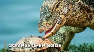 Fighting for Survival: Asia&rsquo;s Most Intense Animal Conflicts | Battle of the Alphas 108