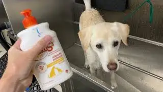 Шампунь для собак Douxo s3 pyo!