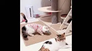 Hanging Retractable Bouncing Plush Cat Catching Mouse Toy