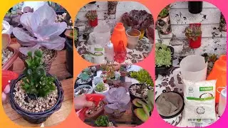TERRA de DIATOMÁCEAS: Duas Forma de Utilizar e Ter Excelente Resultados!.