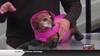 Elkhorn pet store owner shares winter safety tips