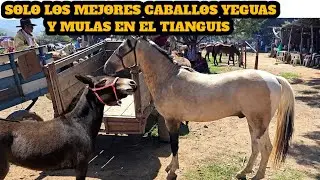 Los mejores Caballos Yeguas Potros y Mulas de la Plaza Ganadera San Antonino Castillo Velasco Oaxaca