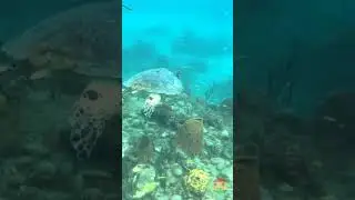 Hawksbill Sea Turtle Scuba Diving Adventure | Travel, Explore, Dive & Discover 🌊