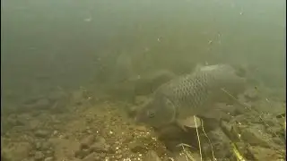 Hooking Monsters Below The Surface: Carp Fishing With Pallatrax Gear!