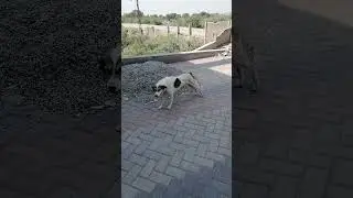 feeding hungry stray dog on the road #feedingstraydogs #streetpaws #animals #barkpost