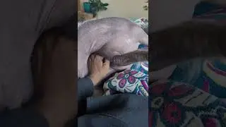 Я тоже тебя люблю, Рая #собака #шорты