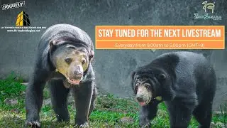 Live from Zoo Negara. Presenting the Malayan Sun Bear. Livestream starts on 3.2.2026 at 9:00 AM