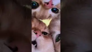 #cutecats # littlecats#sweetkittens#meowing🥰🥰