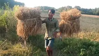 Paddy field  Rice climbing blog 😁😁😁😁😁😁