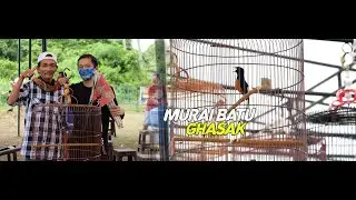 MURAI BATU GHASAK FINISH JUARA SATU DI EVENT BANG JAGO 10 JANUARI 2021