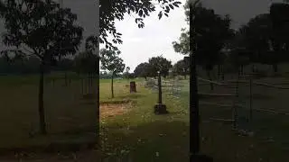 Plant trees, save life.