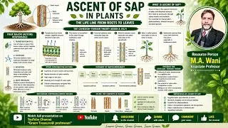 Ascent of Sap