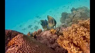 Coral reef Snorkeling Great Barrier Reef at Michaelmas Cay Australia Coral reef marine life
