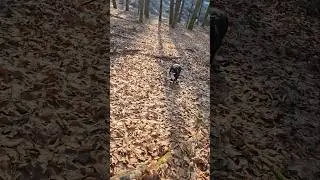 &hearts;️ Aria, Sport am Morgen 🐕 #Hund #dog #gassi #Wald