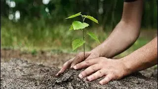Charting a Green Future: How SIFC is Leading Pakistan&lsquo;s Green Revolution