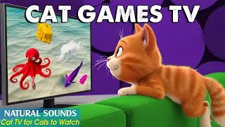 ENTERTAINMENT CAT TV－Cat Games on Screen That Keep Cats Happy & Stimulated 😸Fun Video for Bored Cats