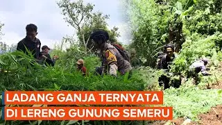 Ladang Ganja TNBTS Bukan di Bromo, Melainkan di Semeru