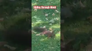 #ytshorts #viral #youtubeshorts #trending #germany #subscribe #like #yt #travel #hessen #squirrel