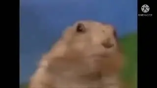 Sussy hamster jumpascare🥵 🥶