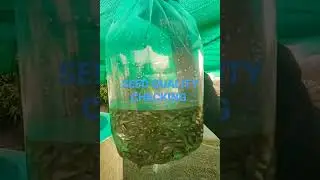 Quality Seed of fish ( IMC)
