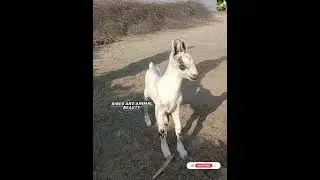 wow deer 🦌 cross breed goat 🐐 kid 🥰 💯 #short #youtube #youtubeshorts
