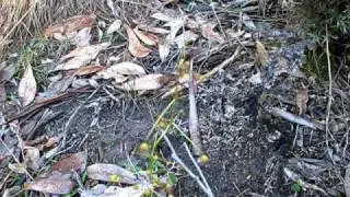 Drosera-planchonii (Macrantha-ssp-Planchonii) In PRAEFOLIA-Country so-to-Speak