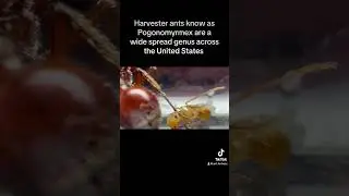 First Harvester Workers! #insects #biology #nature #antkeeping #ants #bug #macro #shotoniphone