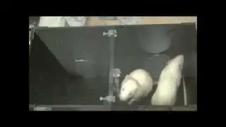 Rat Saves Its Soaked Cage Mate