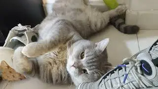 【LOVELY CATS DAILY 2023.7.15】Lofoo Says - Soothing With Me | CHUBBY MEOW SPACE | 老虎話你知 - 到處都是睡的地方😸😸
