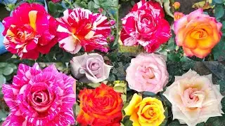 Best Rose Variety With Names / IDs #roseflower #rose #htrose #flowers