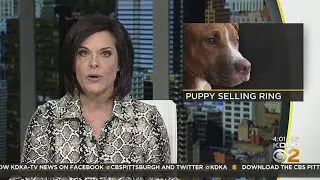 AG Josh Shapiro cracking down on illegal puppy-selling ring