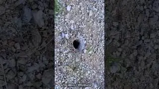 Tarantula vs Tarantula hawk wasp